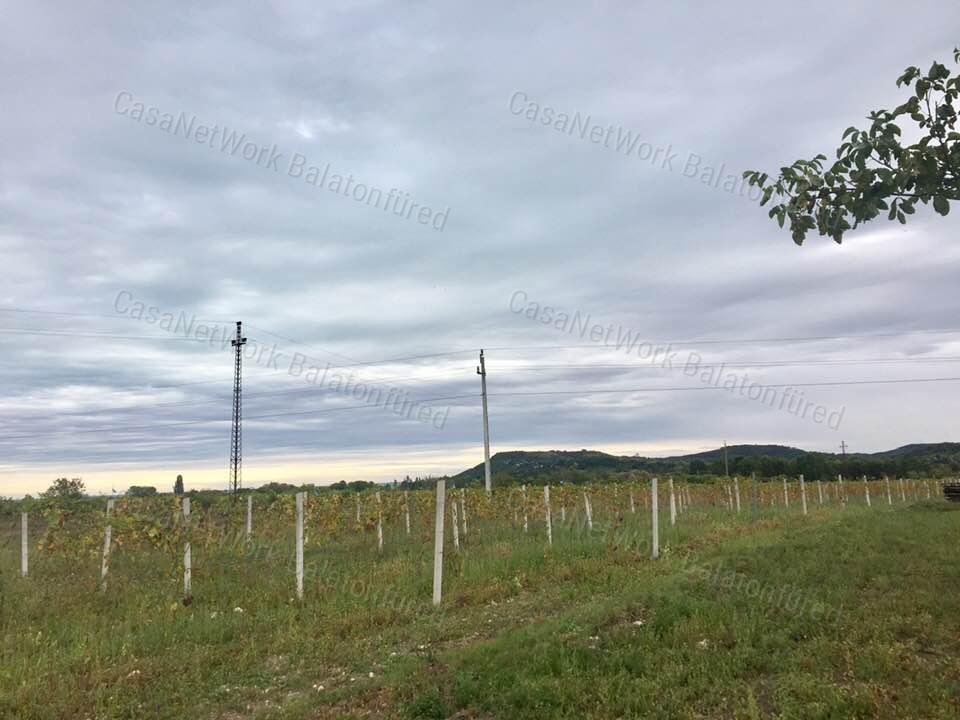 Kékfrankos Szőlő terület