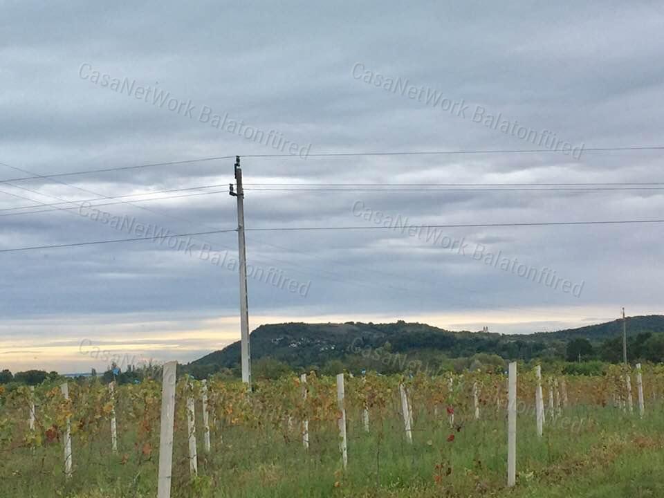 Kékfrankos Szőlő terület