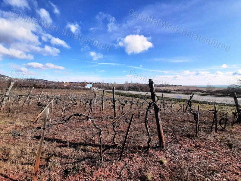 PANORÁMÁS SZŐLŐ terület eladó CSOPAKON
