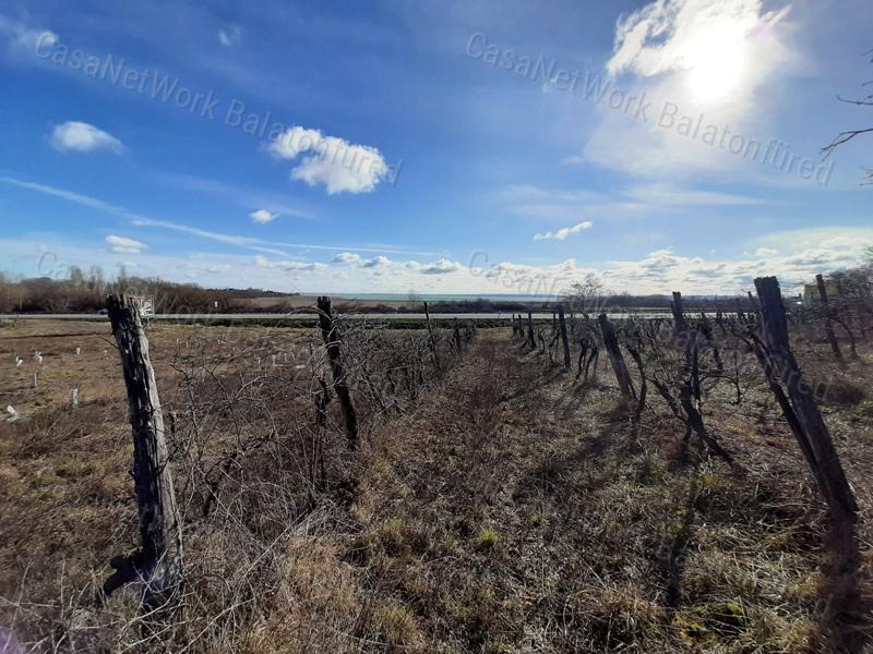 PANORÁMÁS SZŐLŐ terület eladó CSOPAKON