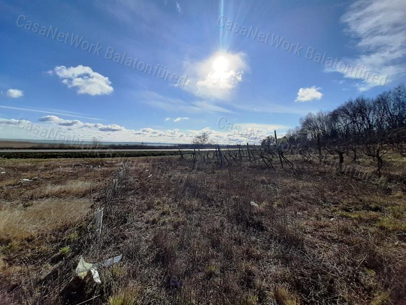 PANORÁMÁS SZŐLŐ terület eladó CSOPAKON
