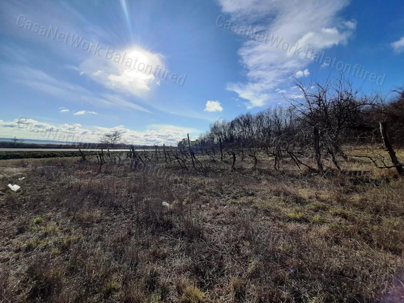 PANORÁMÁS SZŐLŐ terület eladó CSOPAKON