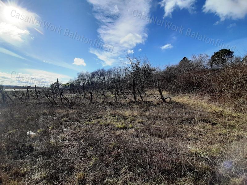PANORÁMÁS SZŐLŐ terület eladó CSOPAKON