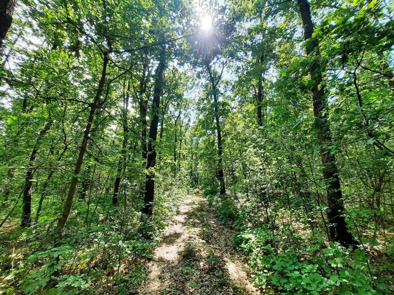 Település közeli - eladó ERDŐ TERÜLET BALATONUDVARIBAN
