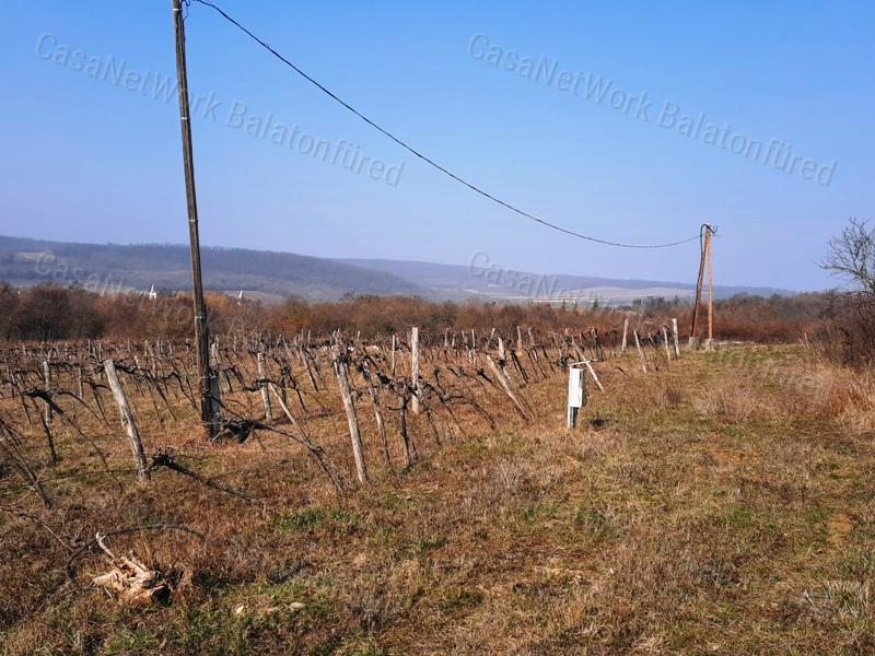 PANORÁMÁS TERÜLET - eladó SZŐLŐ TERÜLET SZENTANTALFÁN