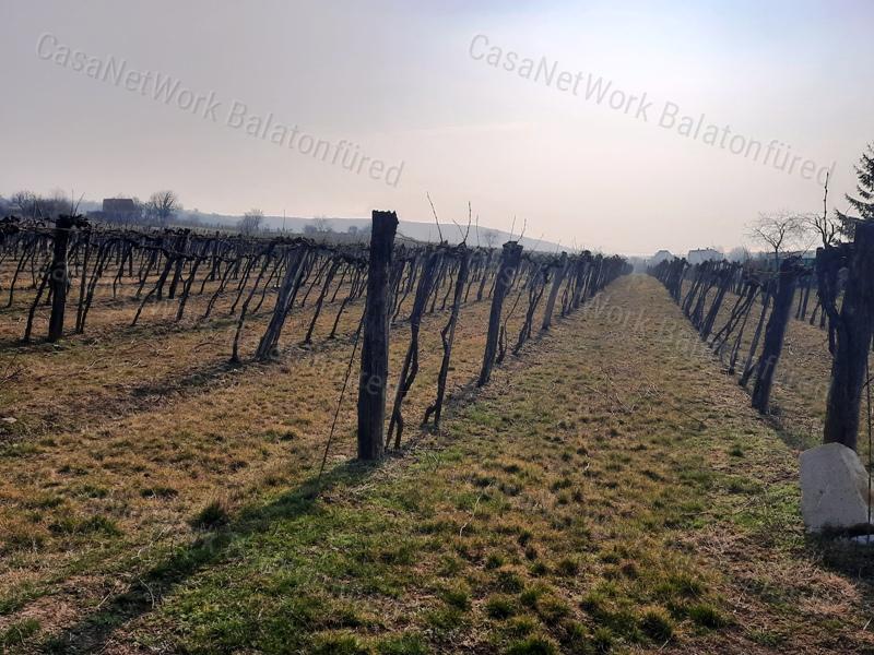 PANORÁMÁS TERÜLET - eladó SZŐLŐ TERÜLET SZENTANTALFÁN
