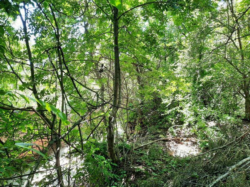 Panorámás terület- eladó GYÜMÖLCSÖS BADACSONYTOMAJBAN