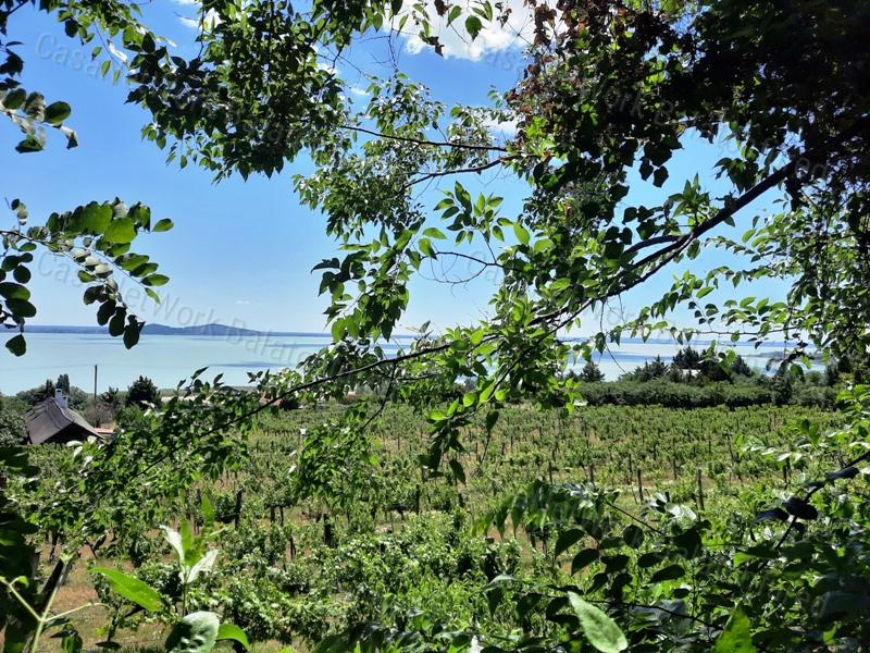 Panorámás terület- eladó GYÜMÖLCSÖS BADACSONYTOMAJBAN