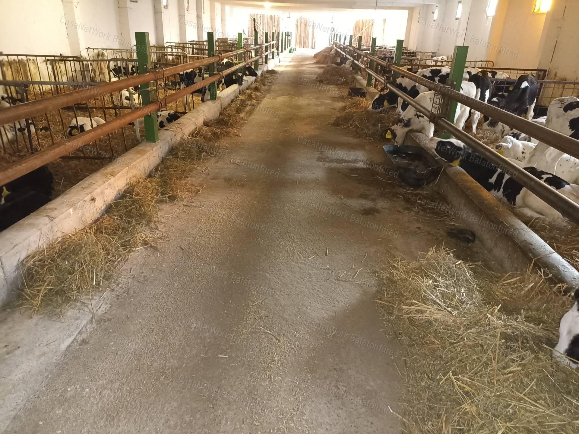 KIVÁLÓ lehetőség -eladó SZARVASMARHA TELEP SZENTJAKABFÁN