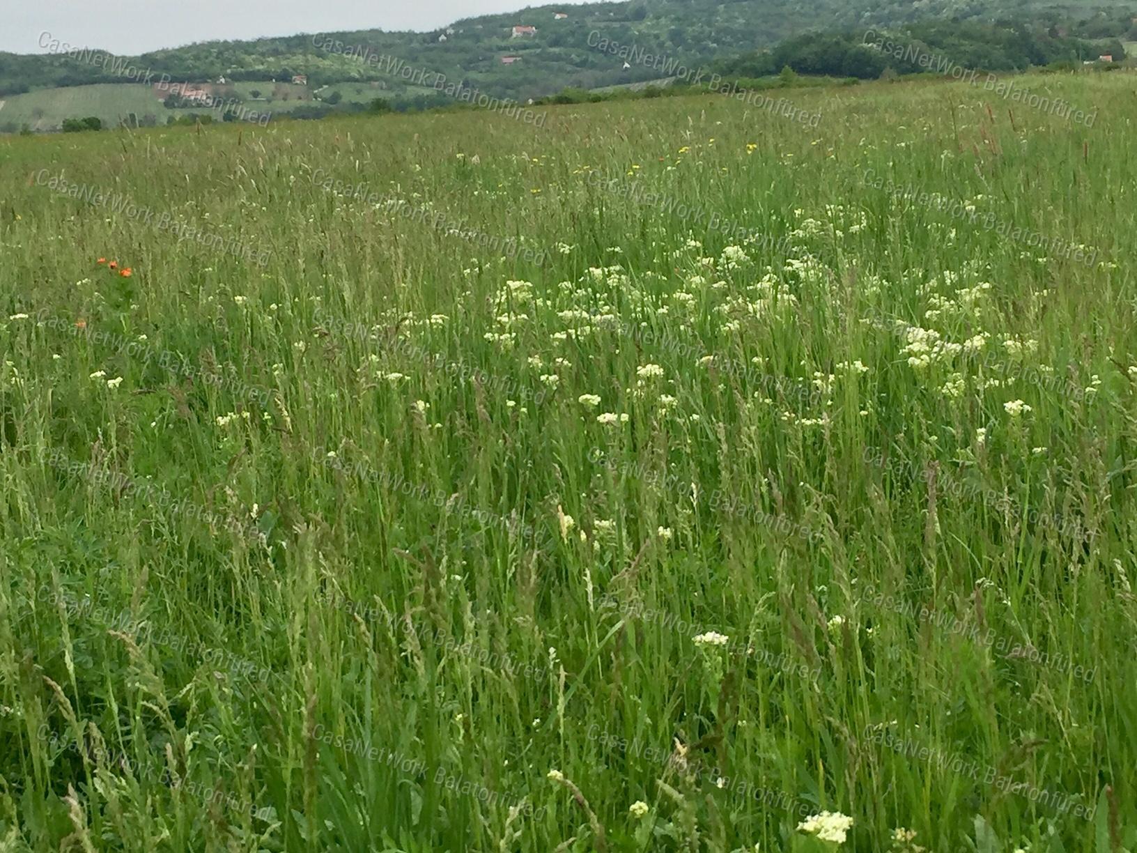 Falu széli mezőgazdasági terület