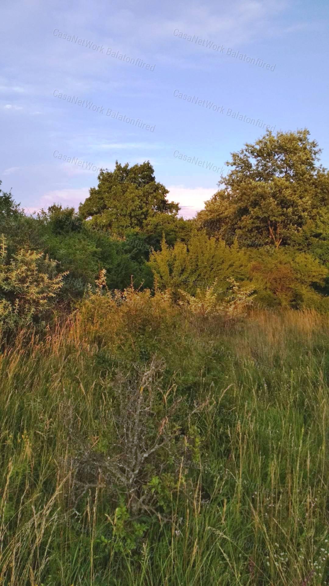 ERDŐ a Balaton-felvidéken, Balatonakali keleti oldalán.