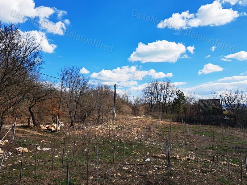 Panorámás, építhető, erdőben-eladó MEZŐGAZDASÁGI TERÜLET VÁSZOLYBAN