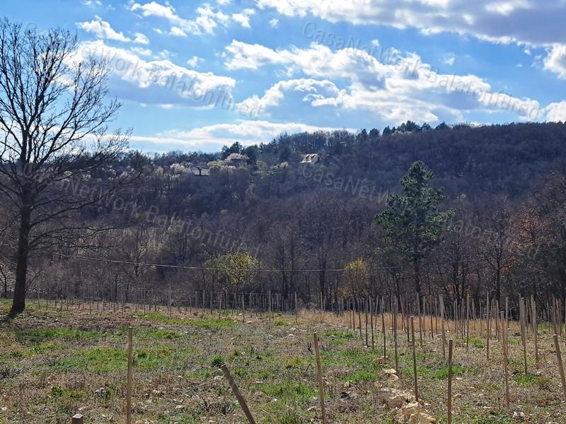 Panorámás, építhető, erdőben-eladó MEZŐGAZDASÁGI TERÜLET VÁSZOLYBAN