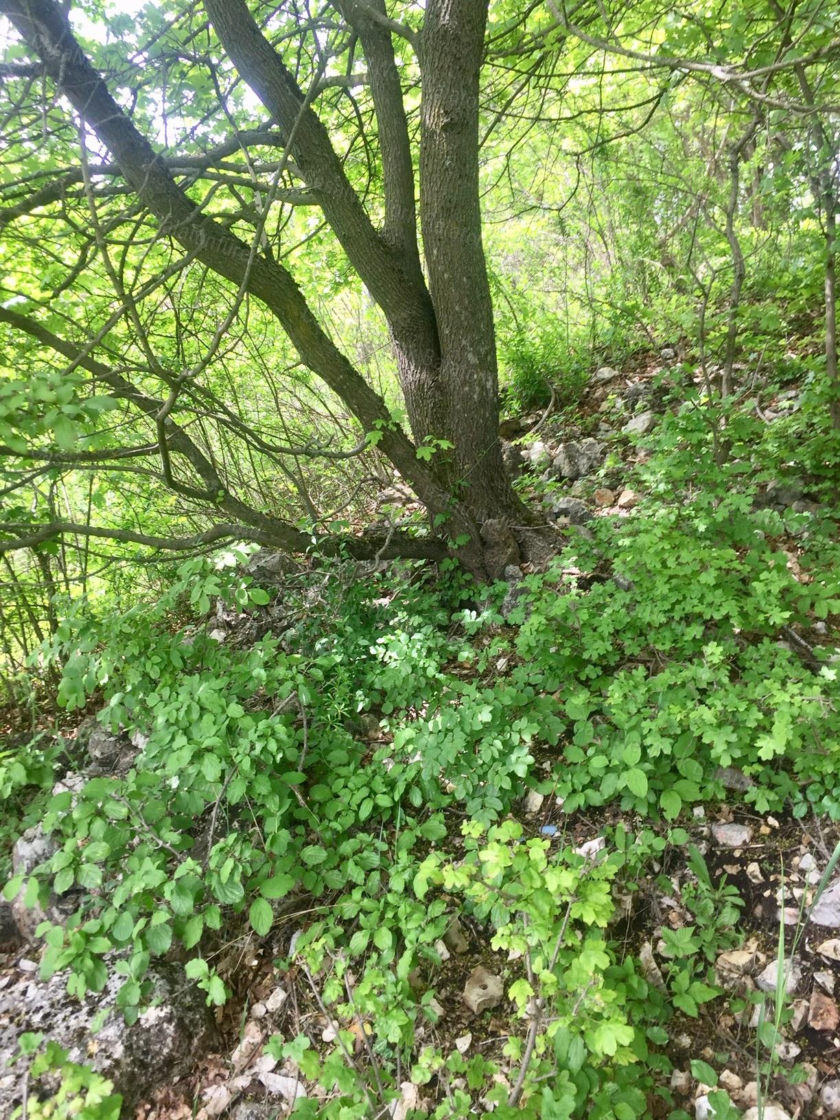 Gyöngyszem, meseszép részpanorámával