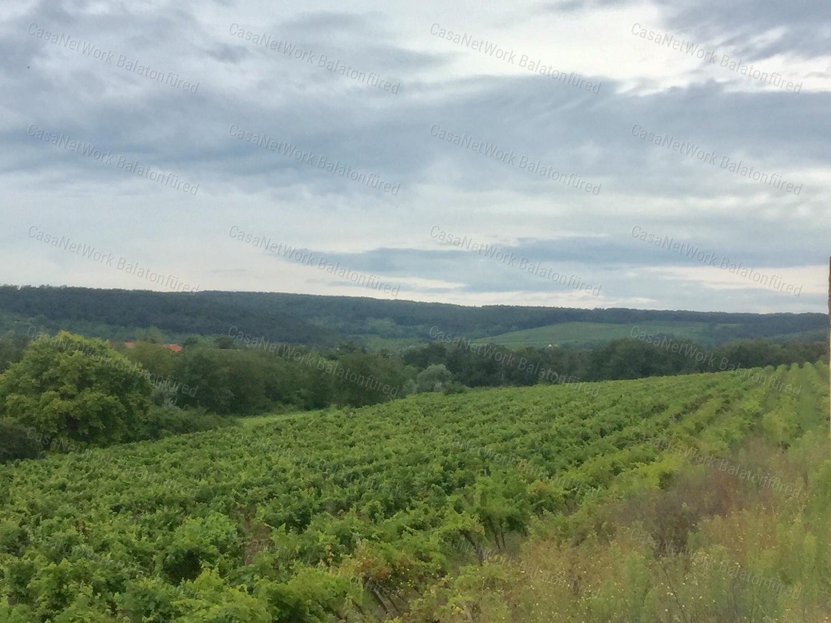 PANORÁMÁS  szőlő-ELADÓ  Szentantalfán