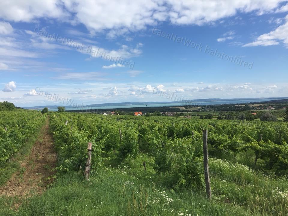 PANORÁMÁS  szőlő-ELADÓ  Szentantalfán