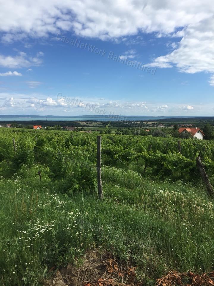 PANORÁMÁS  szőlő-ELADÓ  Szentantalfán