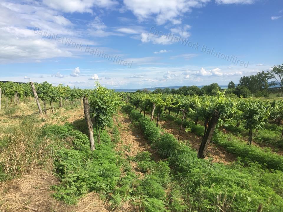 PANORÁMÁS  szőlő-ELADÓ  Szentantalfán
