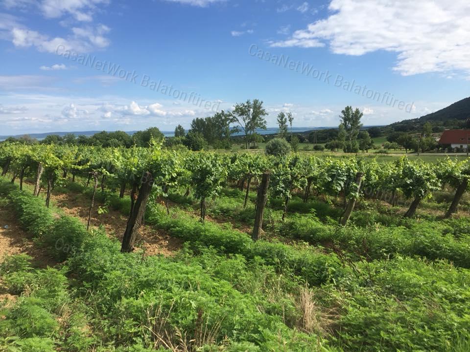 PANORÁMÁS  szőlő-ELADÓ  Szentantalfán