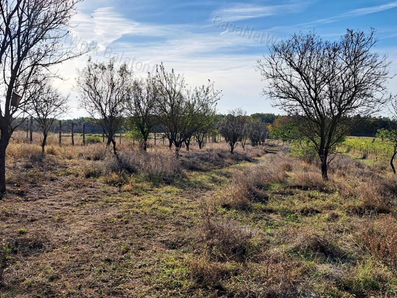 Település közeli, építhető-eladó MEZŐGAZDASÁGI TERÜLET BALATONAKALIBAN