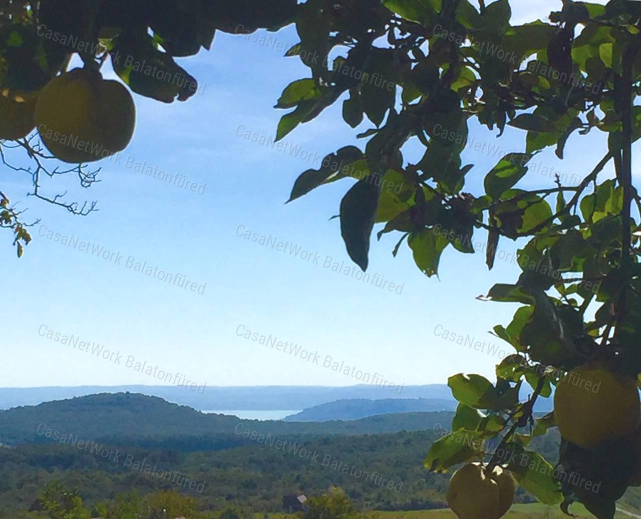 Részpanorámás szőlő terület