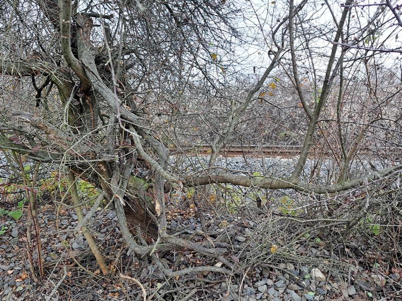 Vízparti terület-eladó MEZŐGAZDASÁGI TERÜLET BALATONAKALIBAN