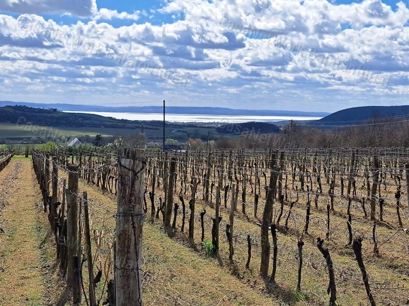 PANORÁMÁS, ÉPÍTHETŐ -eladó MEZŐGAZDASÁGI TERÜLET SZENTJAKABFÁN