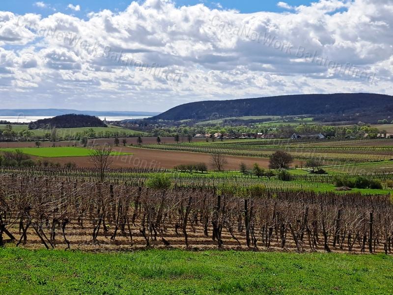 ÉPÍTHETŐ, PANORÁMÁS- eladó MEZŐGAZDASÁGI TERÜLET SZENTJAKABFÁN