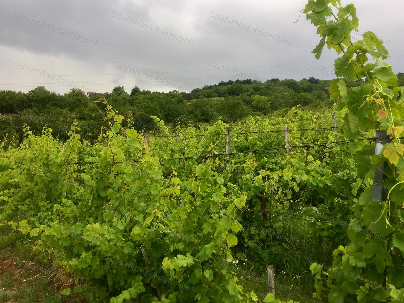 Elvehetetlen kilátás nyílik a Pécselyi-medencére és a Balatonra