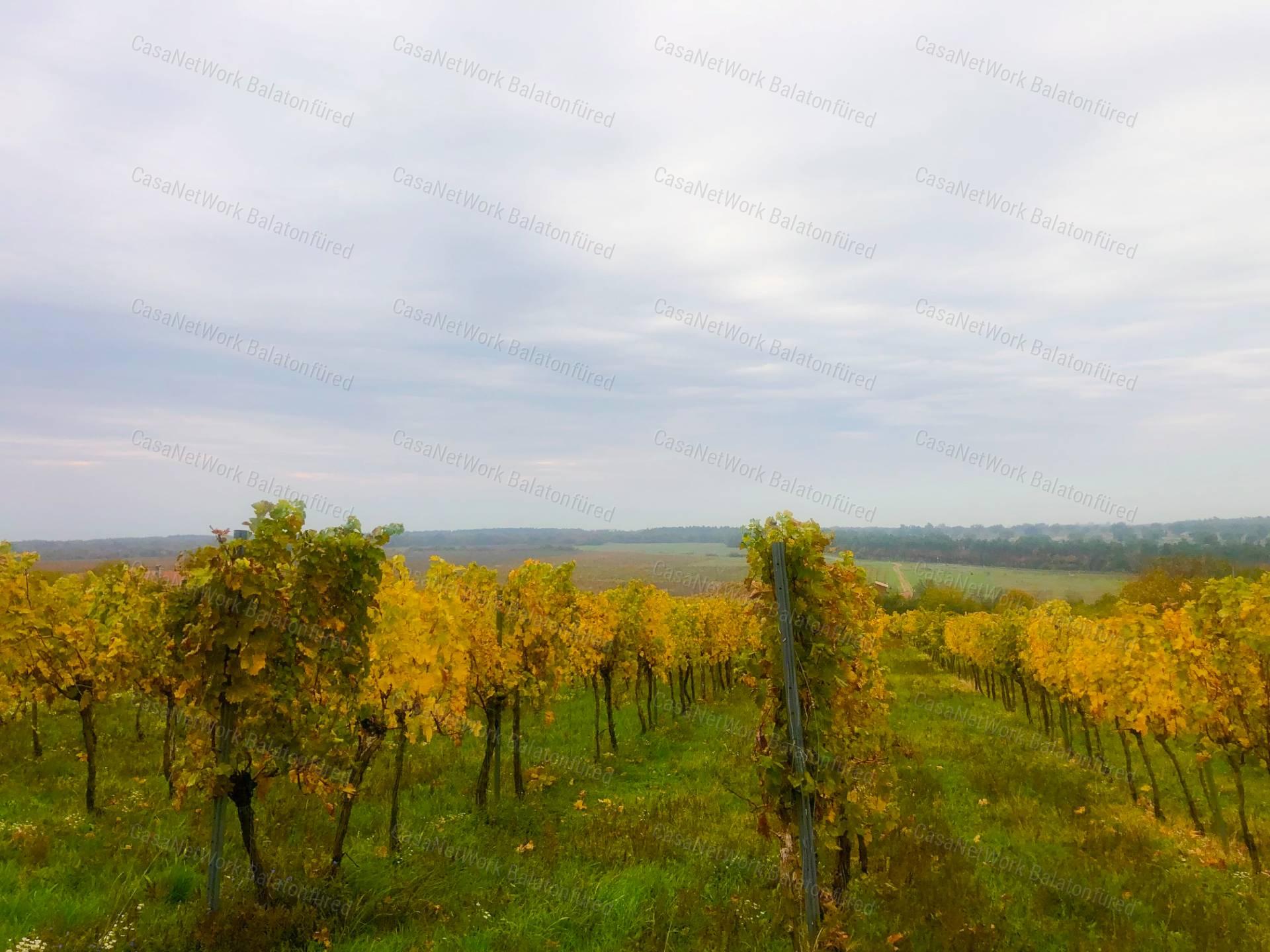 Csodálatos kilátást keresel a Balatonra? MEGTALÁLTAD !!