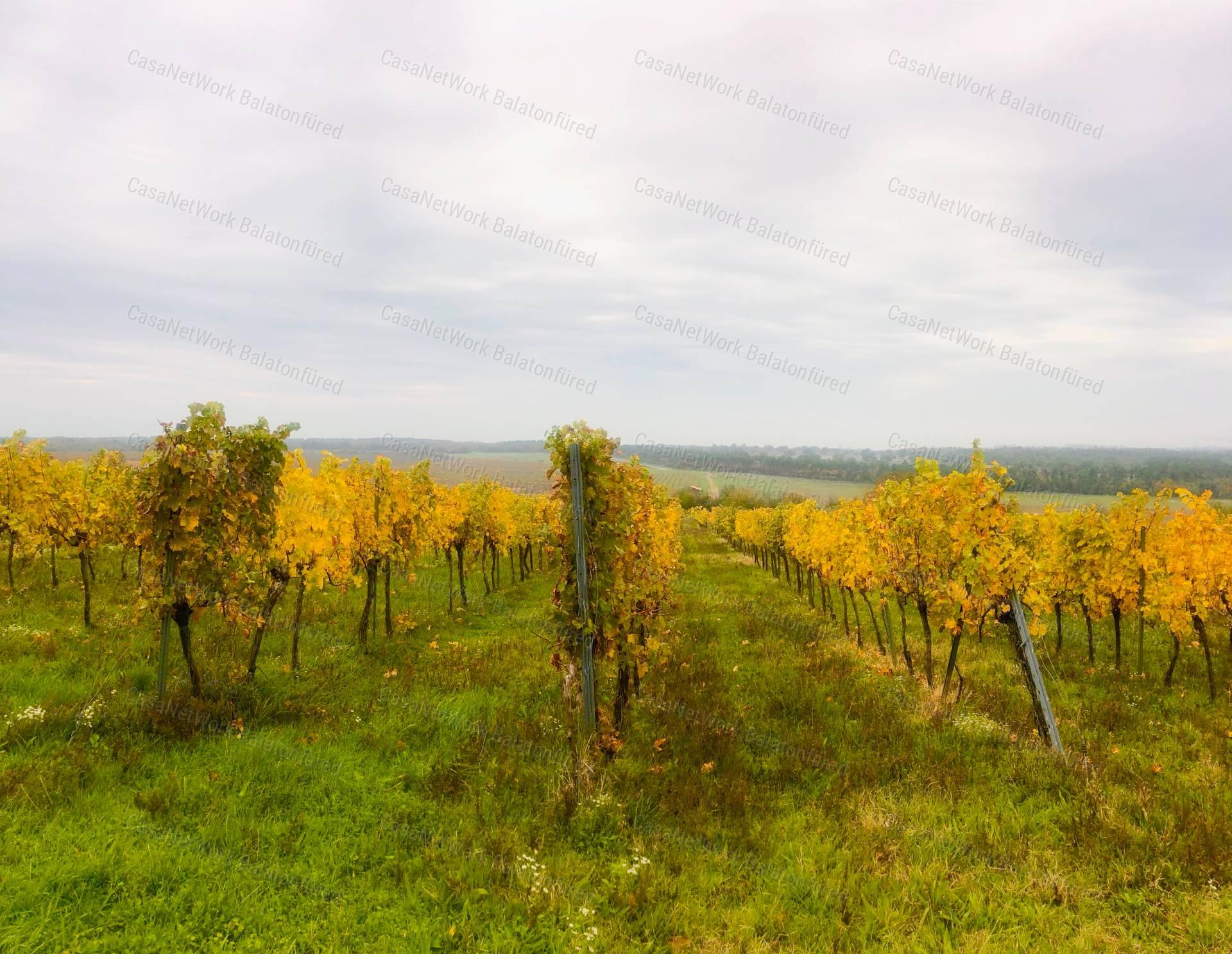 Csodálatos kilátást keresel a Balatonra? MEGTALÁLTAD !!