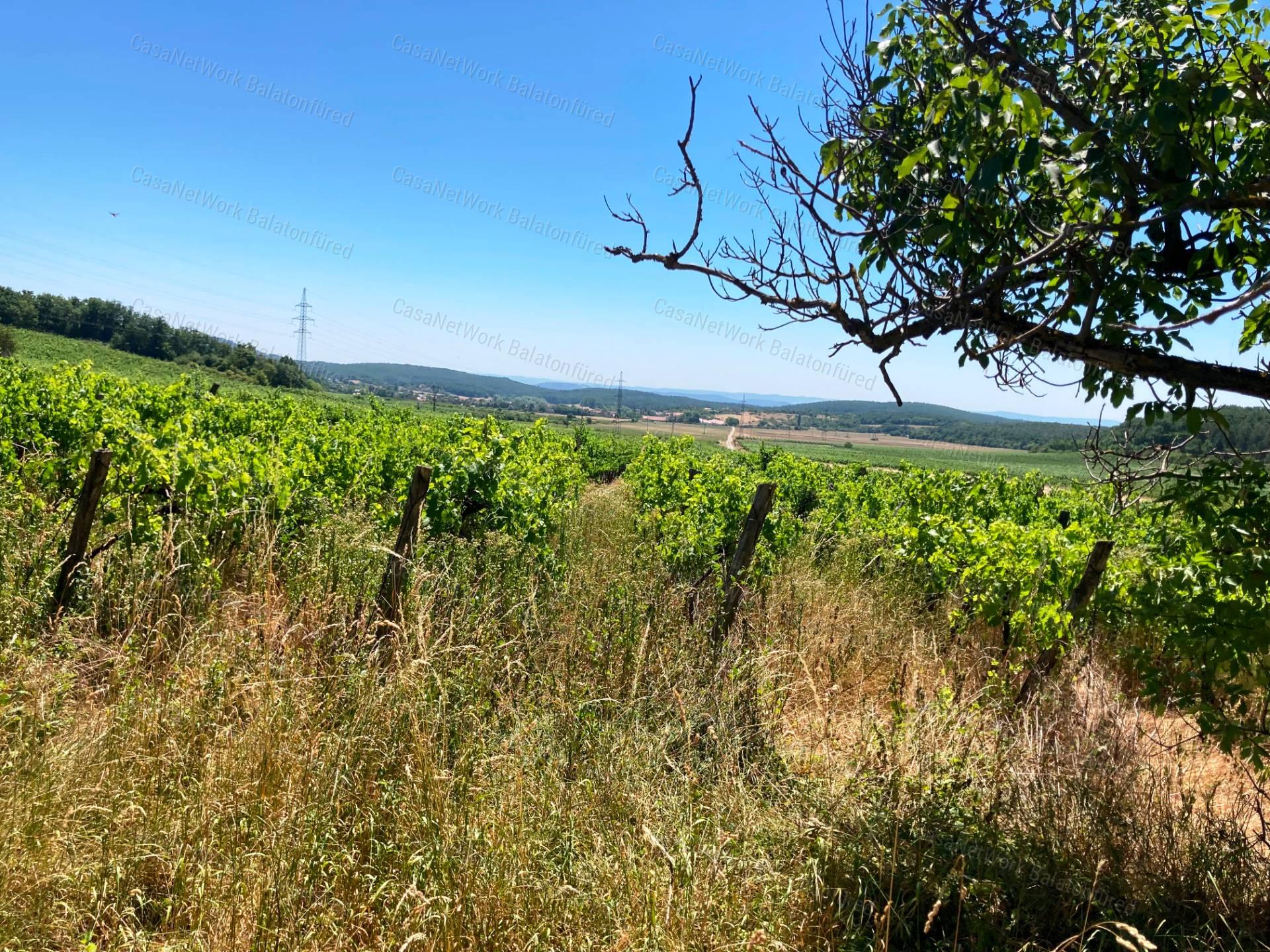 Egyedi lehetőség Balatonszőlősön kettő az egyben!