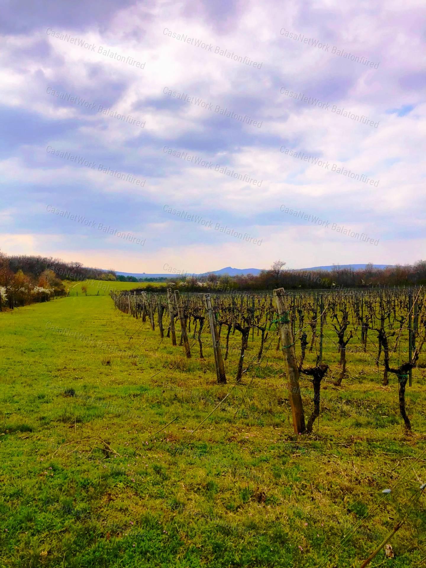 Építhető szőlő terület Balatonakali