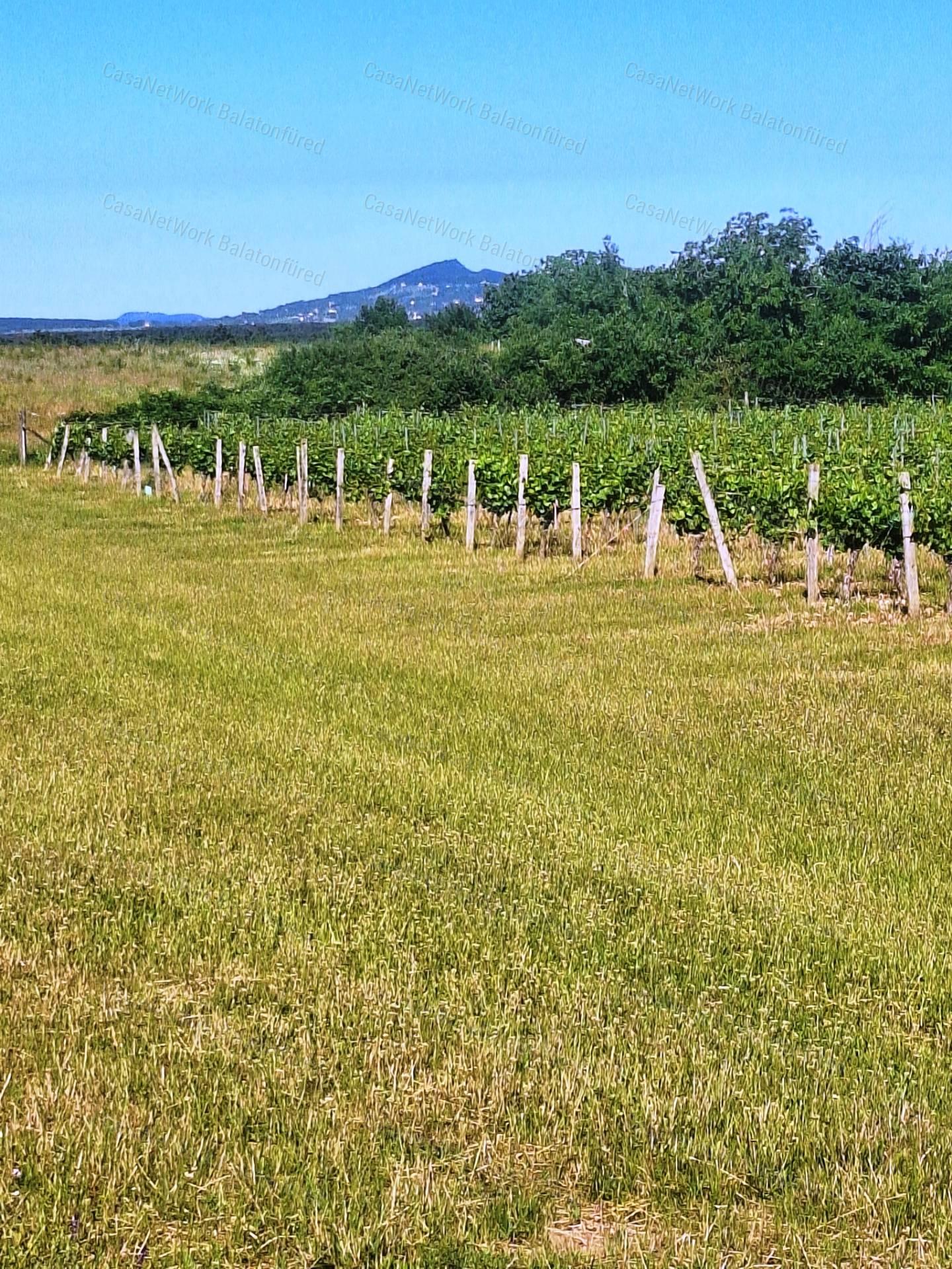 Építhető szőlő terület Balatonakali