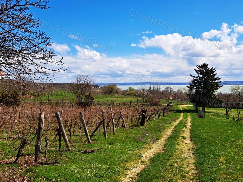 Település melletti, panorámás-eladó SZŐLŐ terület BALATONRENDESEN