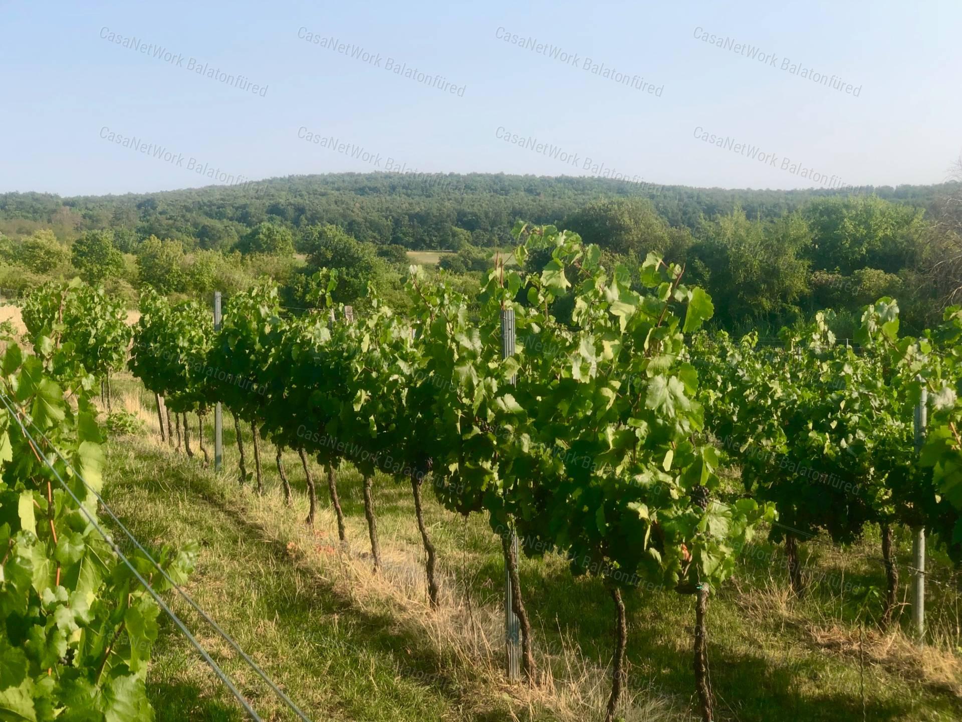 Legyél Szőlő Birtokos vagy Borász