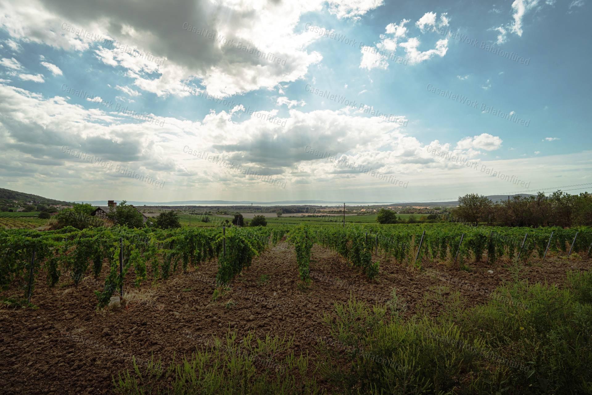 Örök Panorámás  pince - présház  Érvényes építési engedéllyel