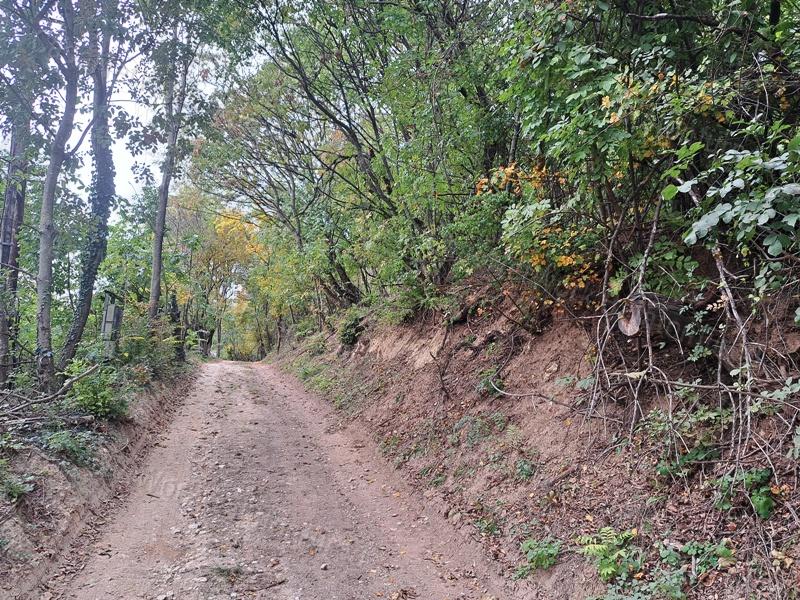 Panorámás erdei hangulat - Eladó MEZŐGAZDASÁGI TERÜLET SZENTANTALFÁN