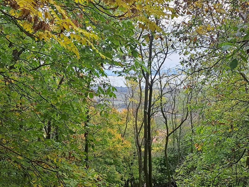 Panorámás erdei hangulat - Eladó MEZŐGAZDASÁGI TERÜLET SZENTANTALFÁN