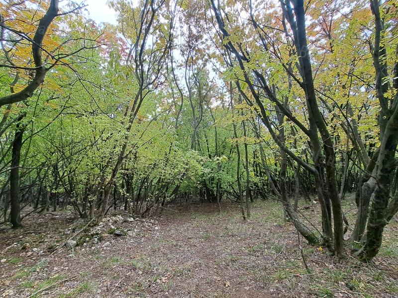 Panorámás erdei hangulat - Eladó MEZŐGAZDASÁGI TERÜLET SZENTANTALFÁN