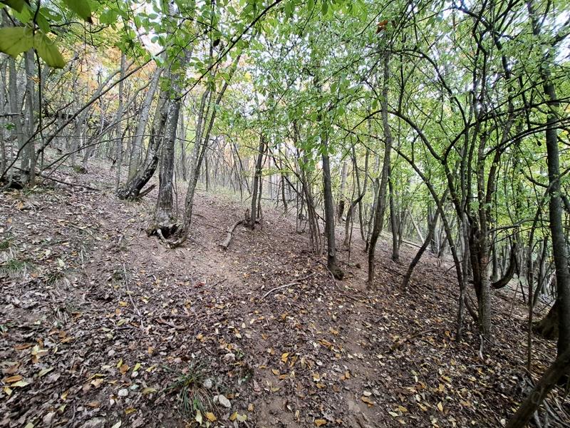Panorámás erdei hangulat - Eladó MEZŐGAZDASÁGI TERÜLET SZENTANTALFÁN