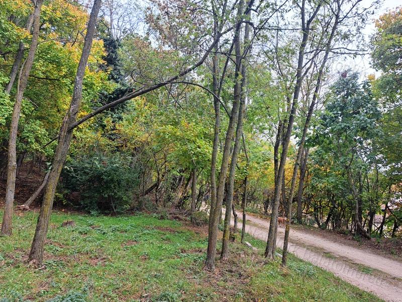 Panorámás erdei hangulat - Eladó MEZŐGAZDASÁGI TERÜLET SZENTANTALFÁN