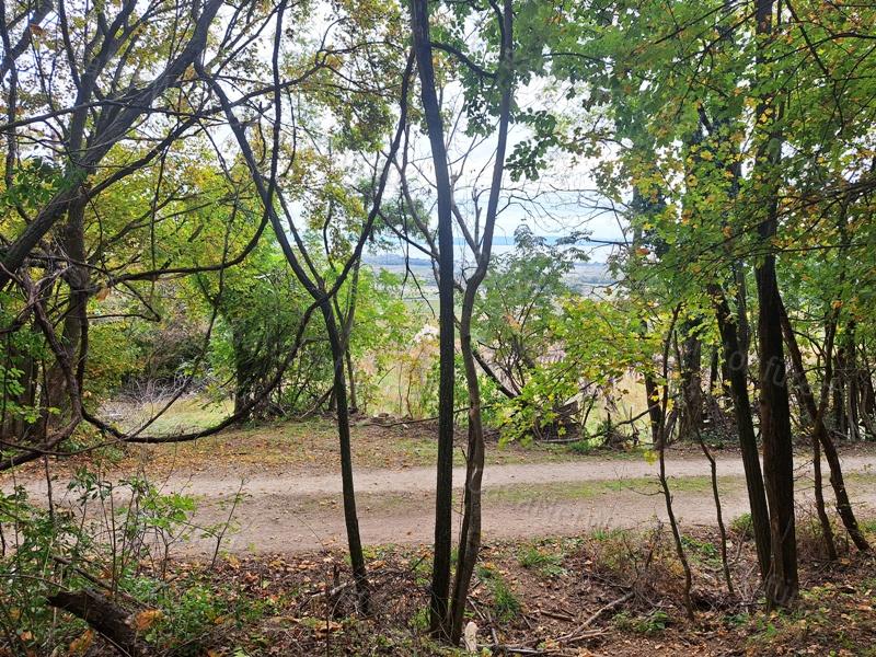 Panorámás erdei hangulat - Eladó MEZŐGAZDASÁGI TERÜLET SZENTANTALFÁN