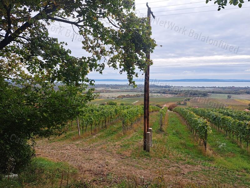 Panorámás erdei hangulat - Eladó MEZŐGAZDASÁGI TERÜLET SZENTANTALFÁN