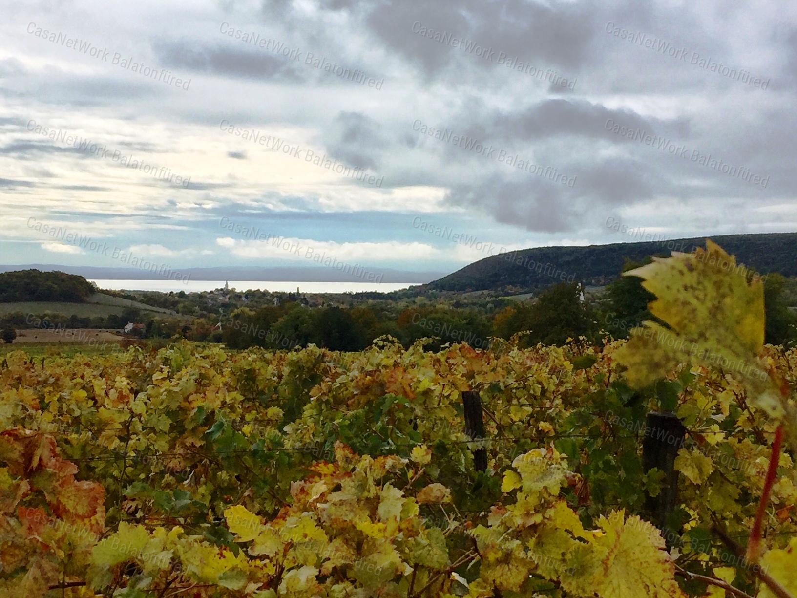 Balatoni panorámás -Szőlős kert