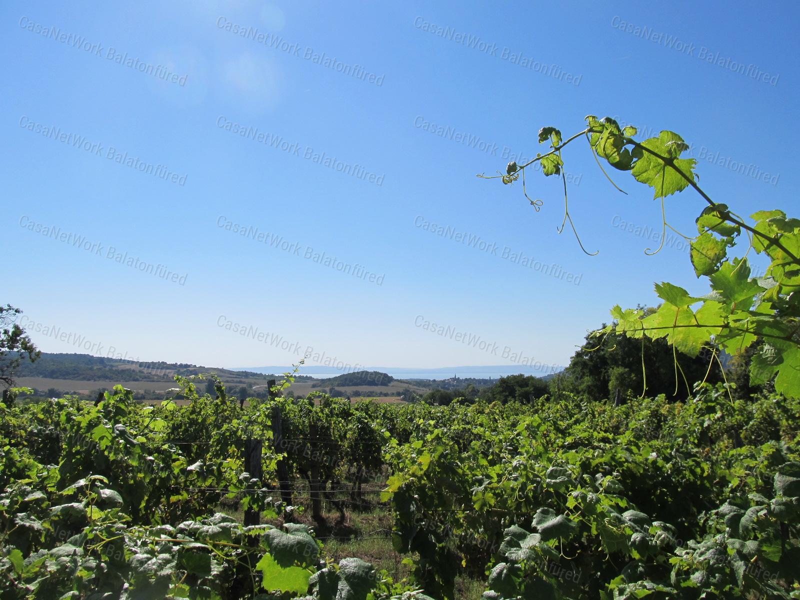 Balatoni panorámás -Szőlős kert