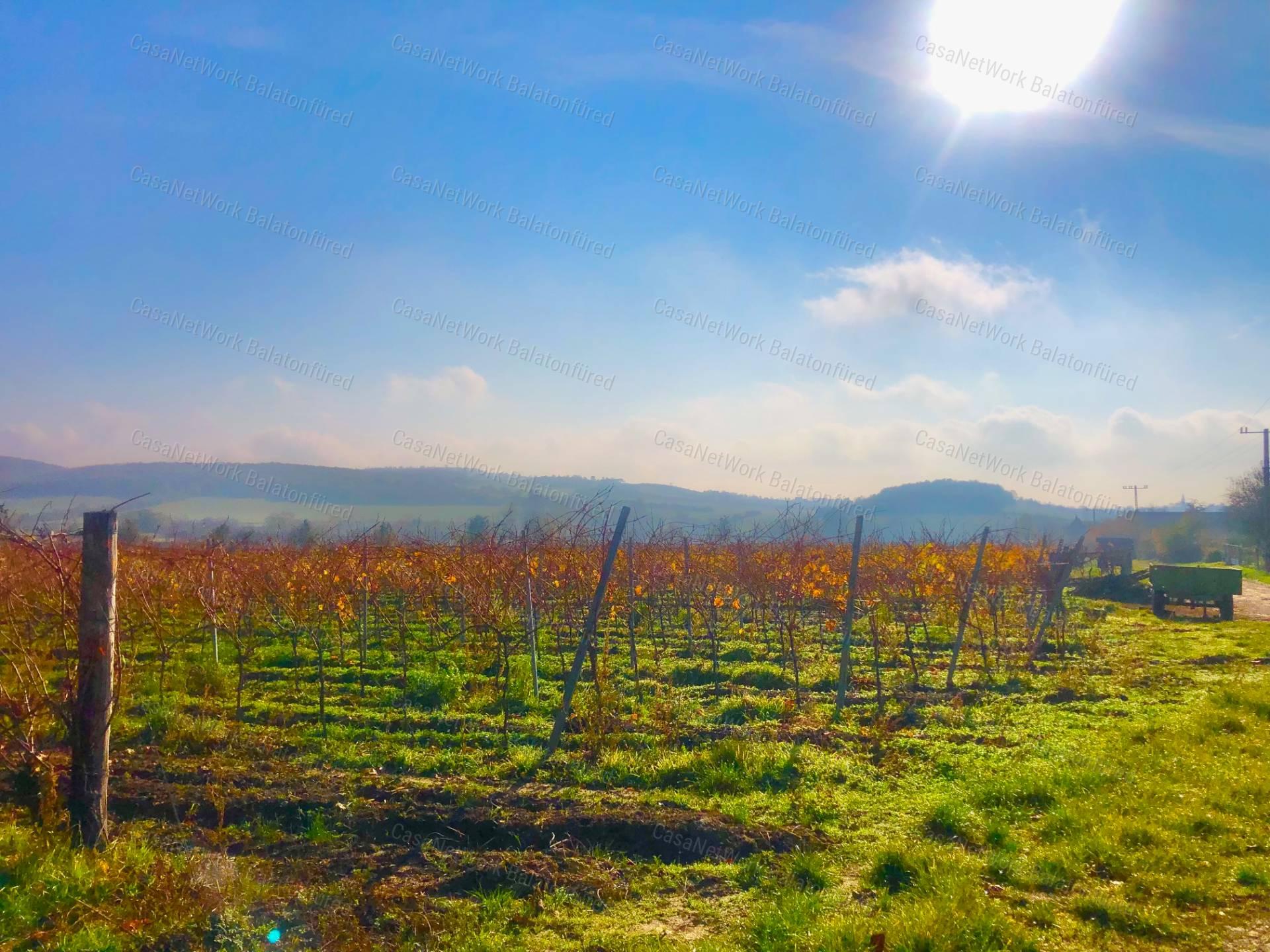 Balatoni panorámás -Szőlős kert