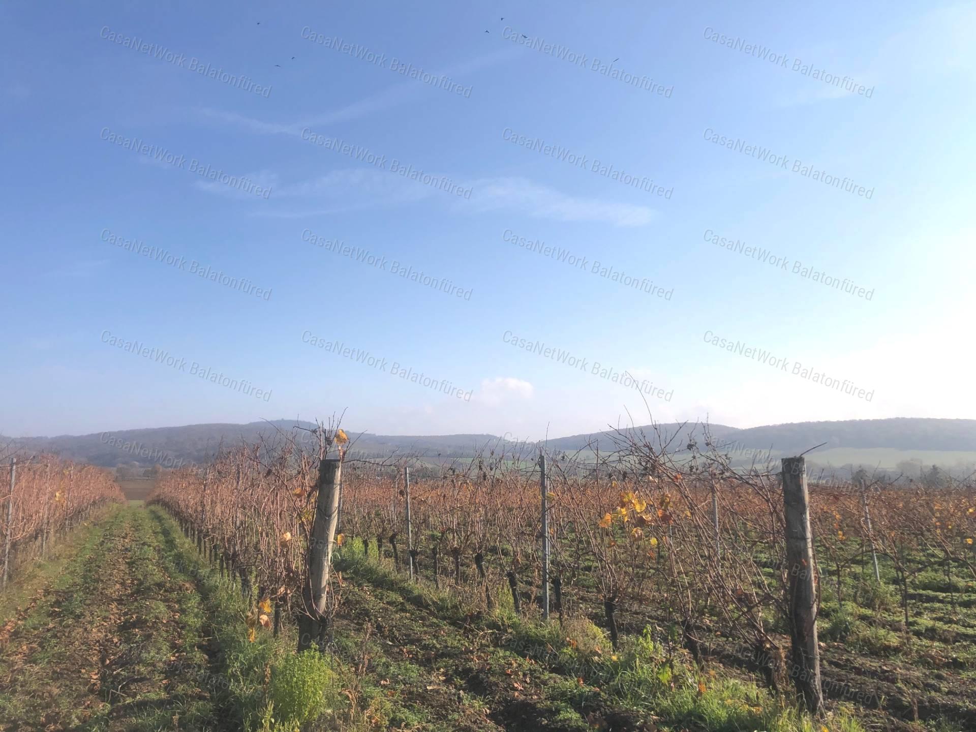 Balatoni panorámás -Szőlős kert