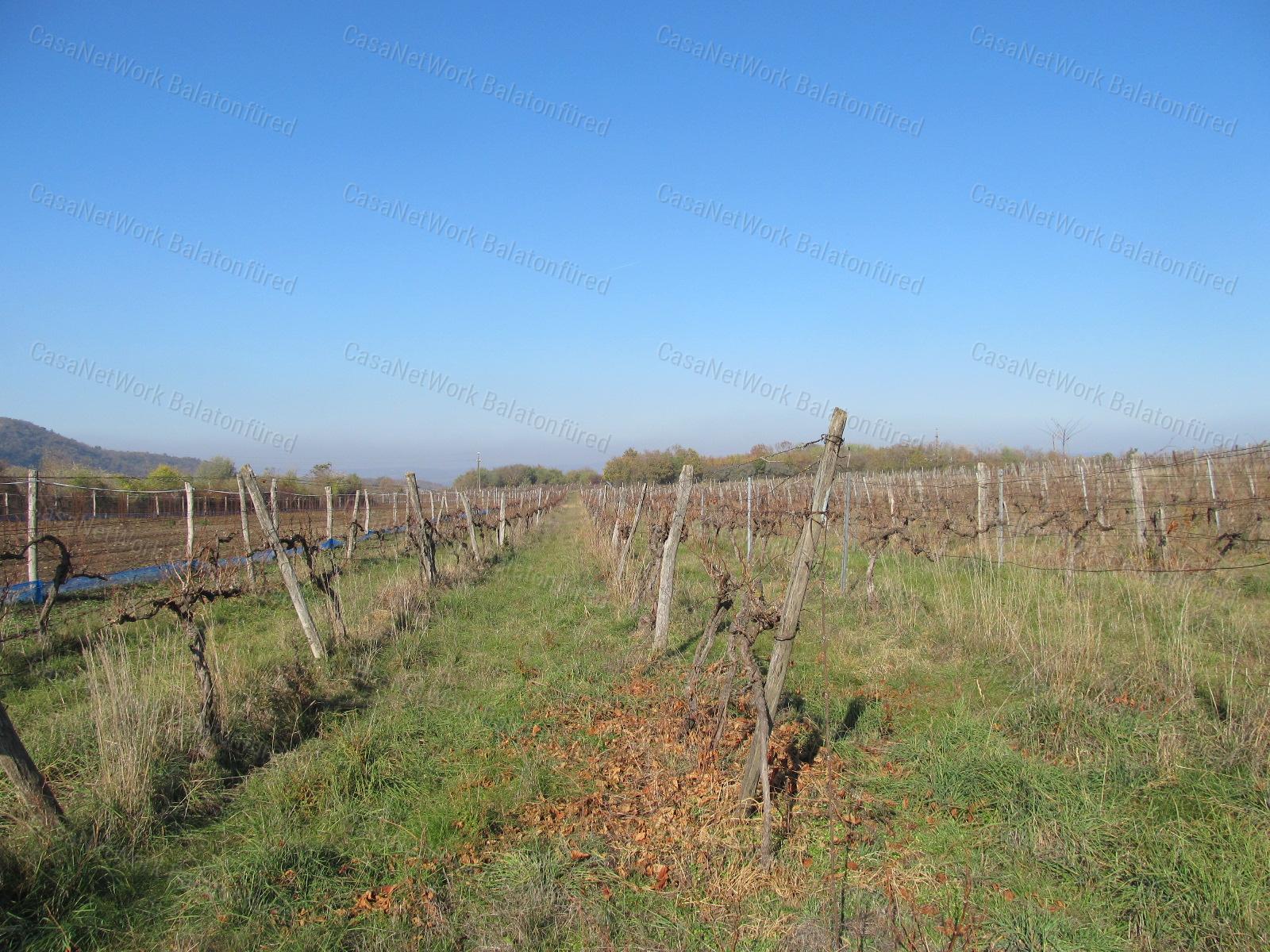 Szőlőültetvény a Belső-tó közelében