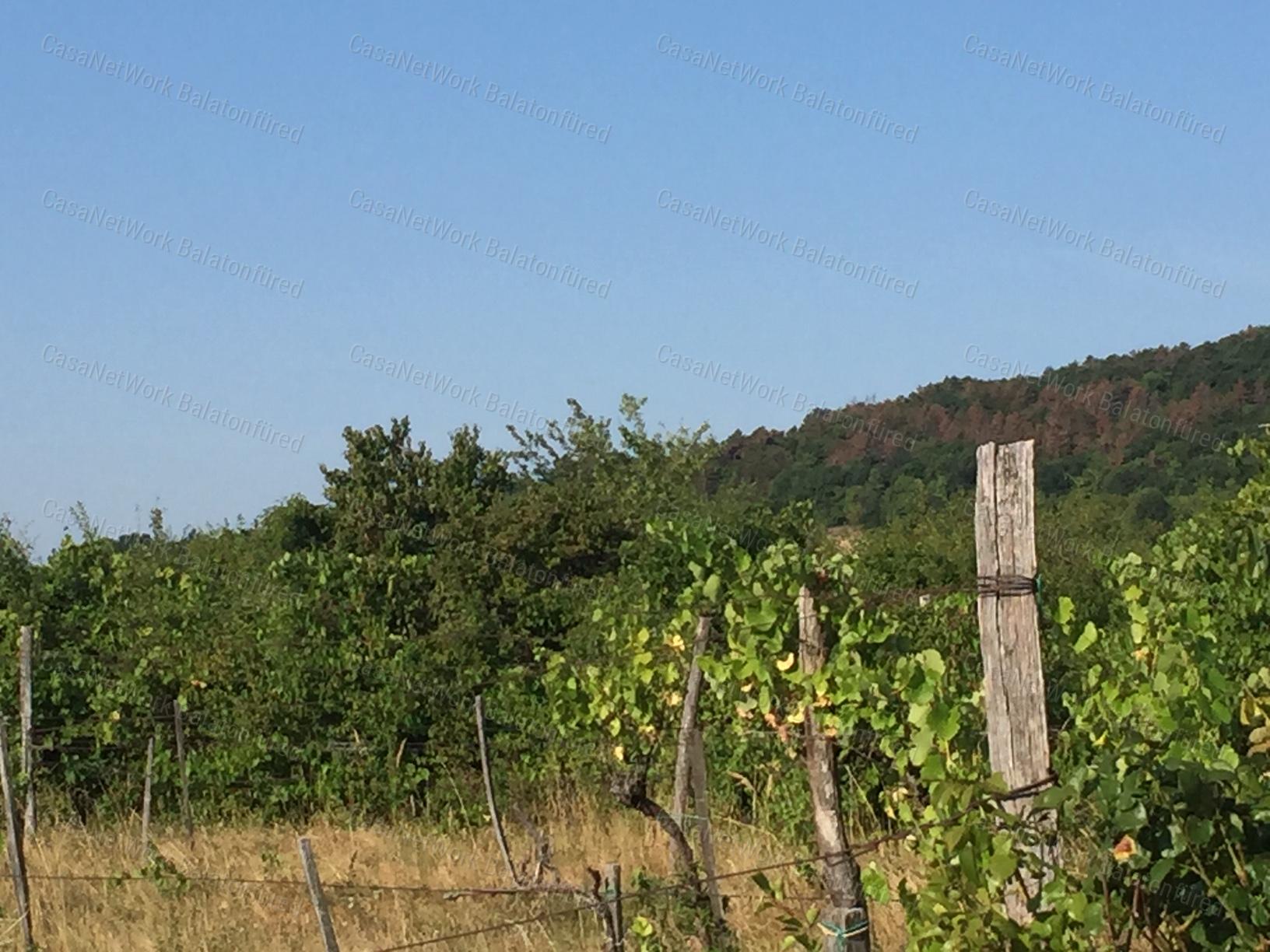 PANORÁMÁS SZŐLŐ - GYÜMÖLCSÖS TERÜLET KIS FAHÁZZAL